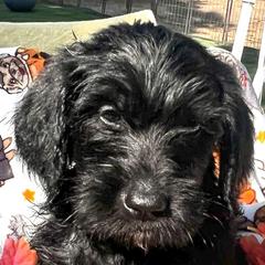 Boy 3 - Double Doodle puppy in El Cajon, California from Calibear Doodles