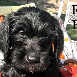Boy 3 - Double Doodle puppy in El Cajon, California from Calibear Doodles