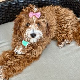 Goldendoodle puppies from AnneLuna Goldendoodles