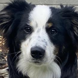 Miniature Australian Shepherds from Family Tradition