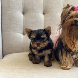 Yorkshire Terriers from Jacqueline Tran