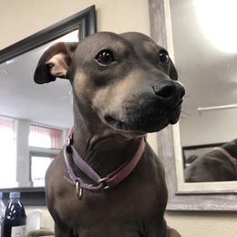Moose - American Hairless Terrier