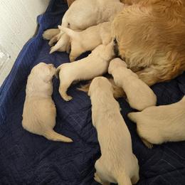 Girl 2 - Light golden female Golden Retriever puppy in Loveland, Colorado from Grateful Bernese & Gage's Goldens