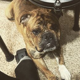Olde English Bulldogges from Greek Legends K9s