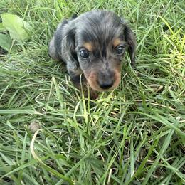 Ralph - Dapple male Dachshund puppy in Ridgeville, Indiana from McCord’s Standard Aussies