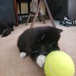 Pomsky Puppies from S and S Pomskies
