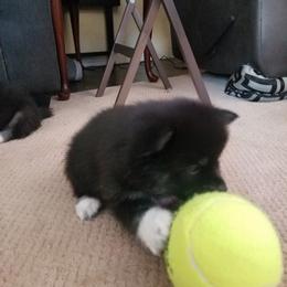 Pomsky Puppies from S and S Pomskies