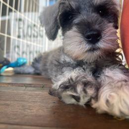 Adriana - Salt and pepper female Miniature Schnauzer puppy in San Bernardino, California from Rose Lane Schnauzers