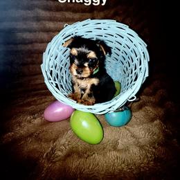 Yorkshire Terrier Puppies from Sundays Yorkies