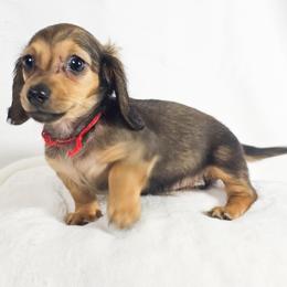 Peach - Red female Dachshund puppy in Sacramento, California from MiniDoxPups