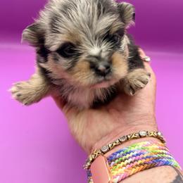 Nina - Blue merle female Pomeranian puppy in Brandon, Vermont from Poms All Day