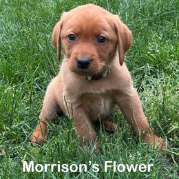 Flower - Yellow female Labrador Retriever puppy in Tigard, Oregon from Morrison Labrador Retreivers