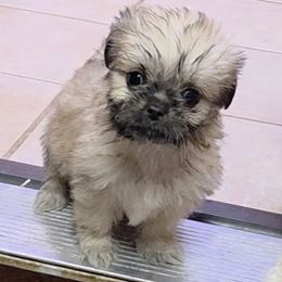 Penny - female Shihpoo puppy in Kernersville, North Carolina from SweetTee's Shih Tzus LLC