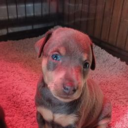 Miniature Pinscher Puppies from Meek's Min Pins