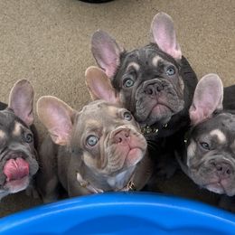 French Bulldogs from Tuff Paws Frenchies