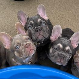 French Bulldogs from Tuff Paws Frenchies