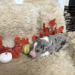 SILVER COLLAR - Mantle merle male Great Dane puppy in Plumstead Township, Pennsylvania from Gresko Danes