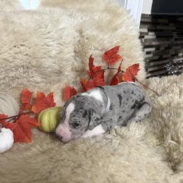 SILVER COLLAR - Mantle merle male Great Dane puppy in Plumstead Township, Pennsylvania from Gresko Danes