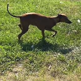 Shawnee - Italian Greyhound