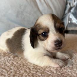 Gustave - Piebald male Dachshund puppy in Gladewater, Texas from Devoted Dachshunds