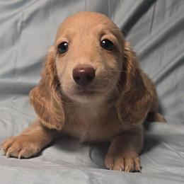 Isabelle - Red female Dachshund puppy in Crystal River, Florida from DachGen