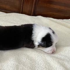 Oliver - White and black Pembroke Welsh Corgi puppy in Macomb, Michigan from Corgiland Ranch