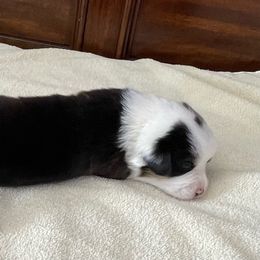 Oliver - White and black Pembroke Welsh Corgi puppy in Macomb, Michigan from Corgiland Ranch