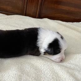 Oliver - White and black Pembroke Welsh Corgi puppy in Macomb, Michigan from Corgiland Ranch