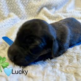 Lucky - Brindle male Dachshund puppy in Huntington, Arkansas from Rockstar.Weiners