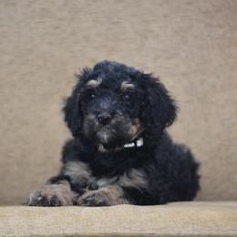 White Collar - Phantom female Bernedoodle puppy in Scottsboro, Alabama from Dixie Land Doodles