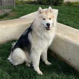 Chickoo - Siberian Husky