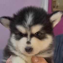 Chachi - Black and white male Pomsky puppy in Spring Hill, Florida from PDQ Pomskies
