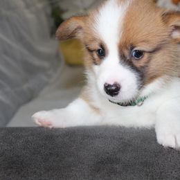 Boy 3 (green collar) - Red male Pembroke Welsh Corgi puppy in Mountain View, Hawaii from Celtic Corgis
