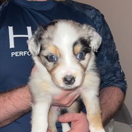 Australian Shepherd Puppies from Southern Sky Aussies