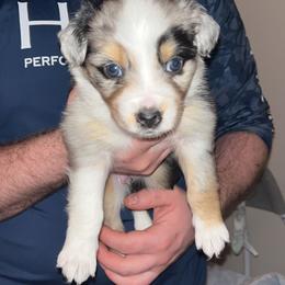 Australian Shepherd Puppies from Southern Sky Aussies