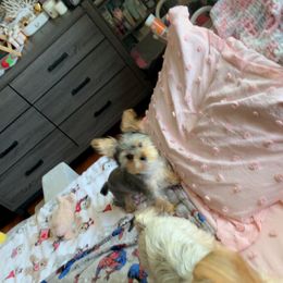 Yorkshire Terrier Puppies from Rosey’s Yorkies