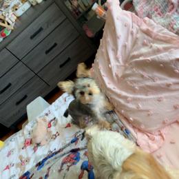 Yorkshire Terrier Puppies from Rosey’s Yorkies