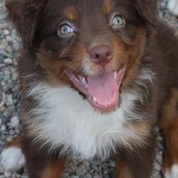 Australian Shepherds from Rockin' Diamond T Ranch Australian Shepherds