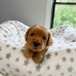 Purple girl - Apricot female Australian Labradoodle puppy in Chelsea, Michigan from Michigan Labradoodles