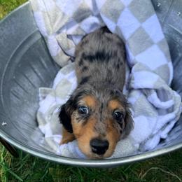 Boy 1 - Dapple male Dachshund puppy in Crossville, Tennessee from Golden Mini Farm