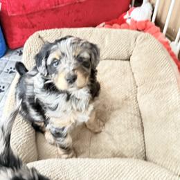Paisley - Blue merle female Aussiedoodle puppy in Fredonia, Pennsylvania from Drew’s Aussies & Doodles