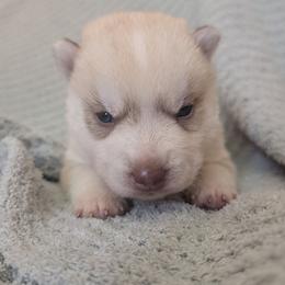 Ace - Red and white male Siberian Husky puppy in Wisconsin from Liberty Siberians