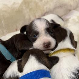 Miniature Schnauzers from Dog-gone Schnauzers