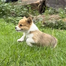 Pembroke Welsh Corgi Puppies from Sherwood Acres Pembrokes