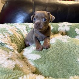 Jasper - Red male Russian Toy puppy in Citrus Heights, California from Domik of love