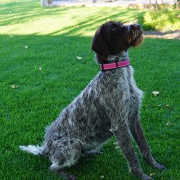 Suki - Wirehaired Pointing Griffon