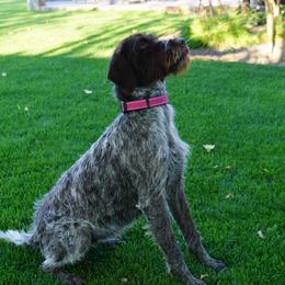 Suki - Wirehaired Pointing Griffon