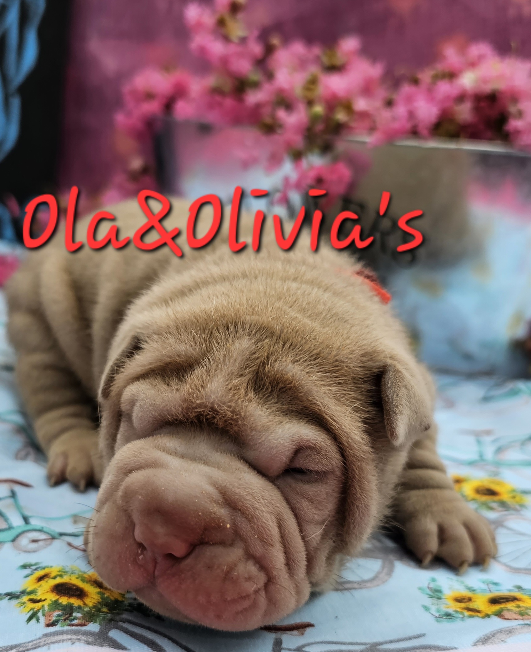 Chinese Shar-Pei Puppies from Zoey's Waggly Tails