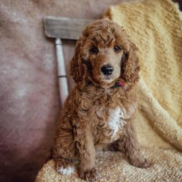 Geneva - Apricot female Poodle puppy in Detroit Lakes, Minnesota from Pickerel Pups