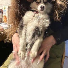 Pomsky All Grown Up from Kenna'z Kuddly Pomskiez